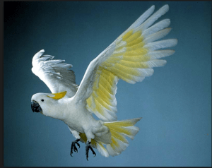Sulphur-crested cockatoo
